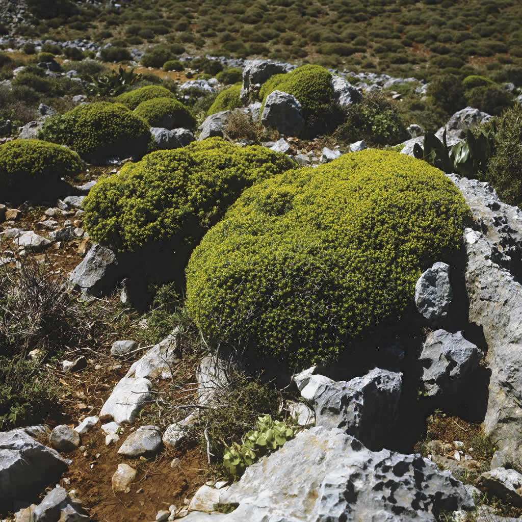 Gioura Island, Northern Sporades – ECO Communications